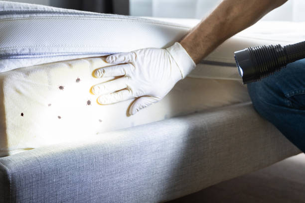 Best Flea Control Services  in Buckner, KY