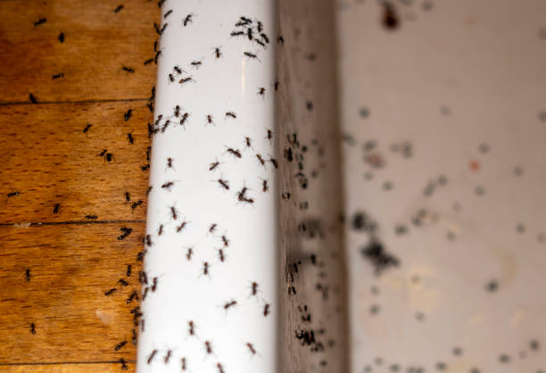 Best Termite Control Services  in Buckner, KY