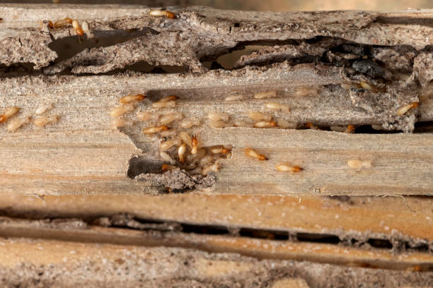 Best Best Pest Control Companies  in Buckner, KY